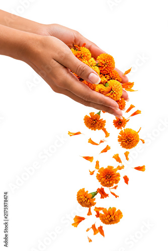 Close up of hands pouring vibrant orange marigold flowers petals isolated on a clean white background for traditional festival decoration