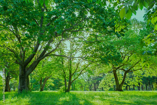 Naklejka 緑の森