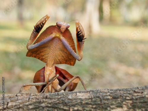 Grasshopper from farm in Thailand