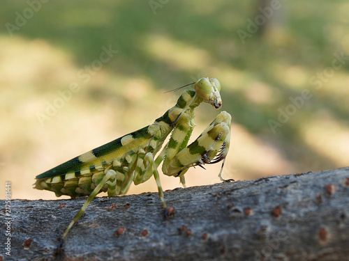 Grasshopper from farm in Thailand