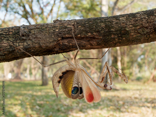 Grasshopper from farm in Thailand