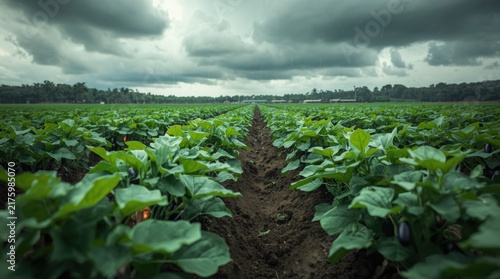 A spacious field with long rows of green eggplant bushes receding into the distance under a cloudy sky.