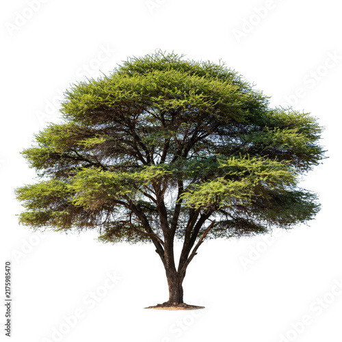 Large african acacia tree with a wide spreading canopy and dense green foliage isolated on a transparent background