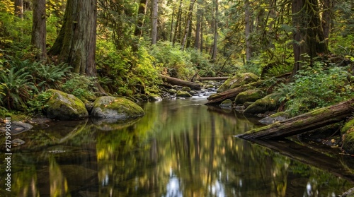 Serene flowing creek winds through lush ancient temperate rainforest featuring mossy boulders, fallen weathered logs, vibrant green foliage, and soft ambient natural golden sunlight glow.