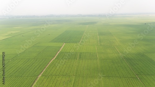 Wide lush rice field with vibrant green plants under hazy sky. Represents farming, environment, food producton, sustainable agriculture, and the quiet beauty of countryside cultivation.