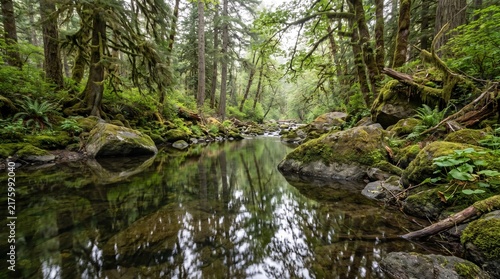 Mossy boulders rest inside a calm stream with crystal clear water reflecting ancient evergreen trees under a soft misty sky in a lush temperate rainforest