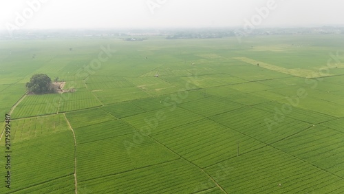 Wide lush rice field with vibrant green plants under hazy sky. Represents farming, environment, food producton, sustainable agriculture, and the quiet beauty of countryside cultivation.