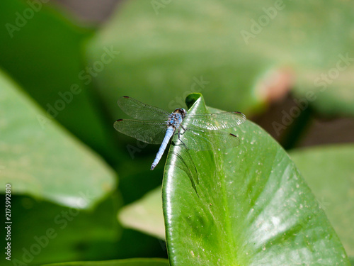 Photography Blue dragonfly perched on water lily in green pond of Corsican reserve