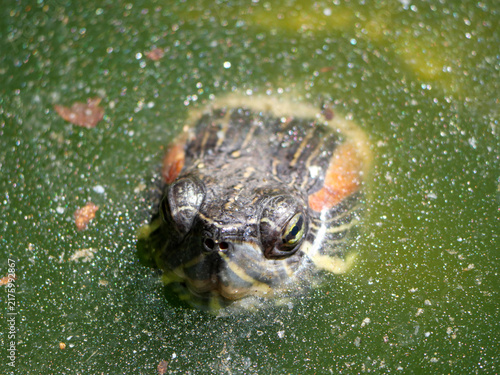 Photography Small turtle emerging head from muddy water at Corsican reserve