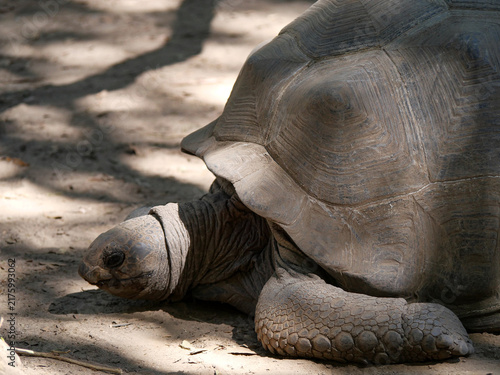 Photography Aldabra giant tortoise walking slowly in shade at A Cupulatta Corsica
