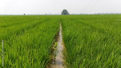 Wide lush rice field with vibrant green plants under hazy sky. Represents farming, environment, food producton, sustainable agriculture, and the quiet beauty of countryside cultivation.