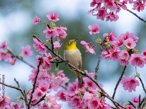 Cuadro en lienzo apanese White-eye Feeding on Pink Cherry Blossoms, Miyako Island