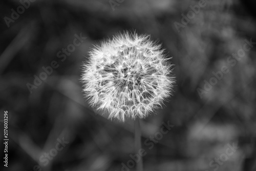 Bild auf Leinwand Dandelion flower on a black and white background. Monochrome.