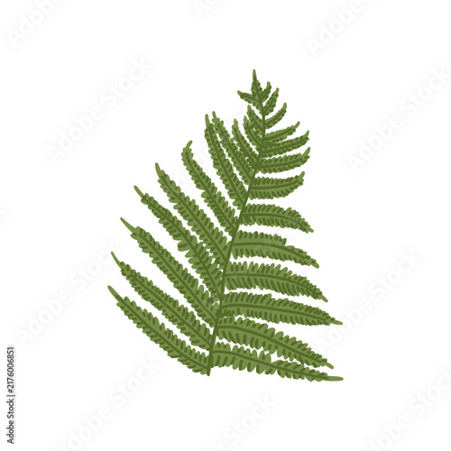 Green fern leaf. Wild forest fern frond. Woodland plant perfect for outdoor adventure branding, camping lifestyle, hiking, tourism designs. Nature concept. Botanical Isolated vector flat clipart