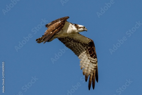 Canvastavla Majestic osprey soaring effortlessly through the clear azure sky, showcasing its