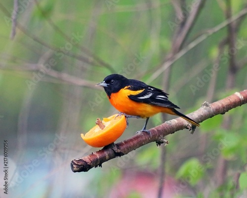 A vibrant Baltimore Oriole perched gracefully on a thin tree branch while feeding on a fresh orange slice during a sunny spring day in nature