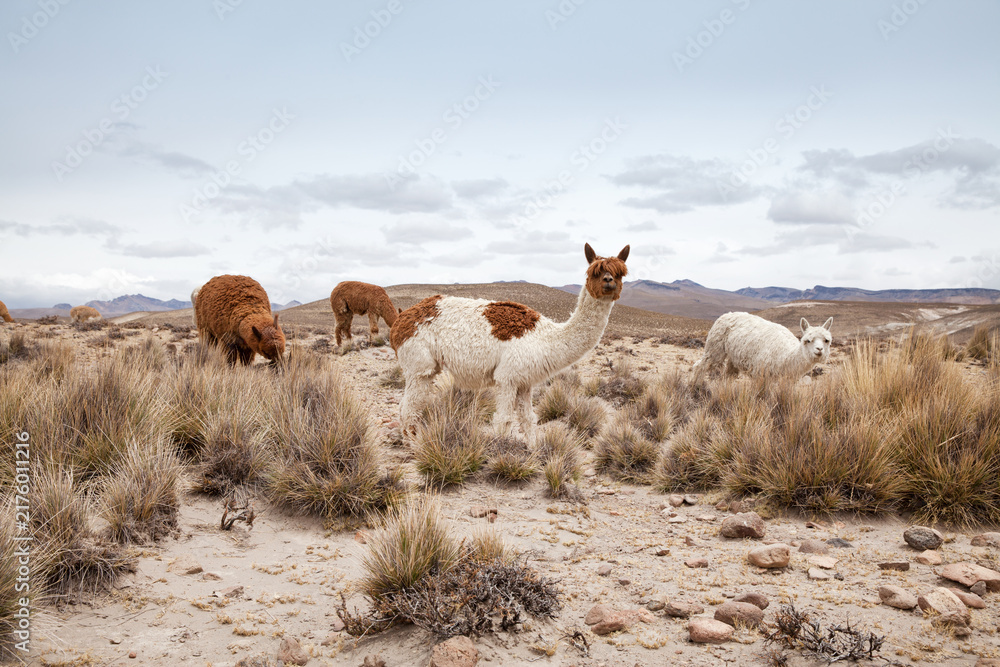 Fototapeta premium Llamas in Park on a summer day. Andes mountains