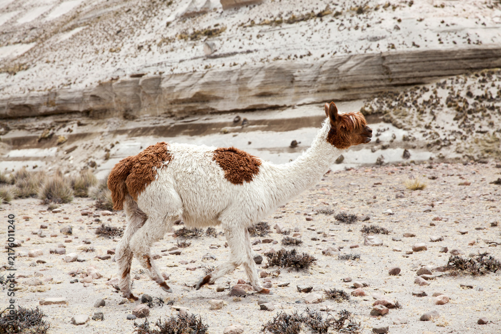 Obraz premium Llamas in Park on a summer day. Andes mountains
