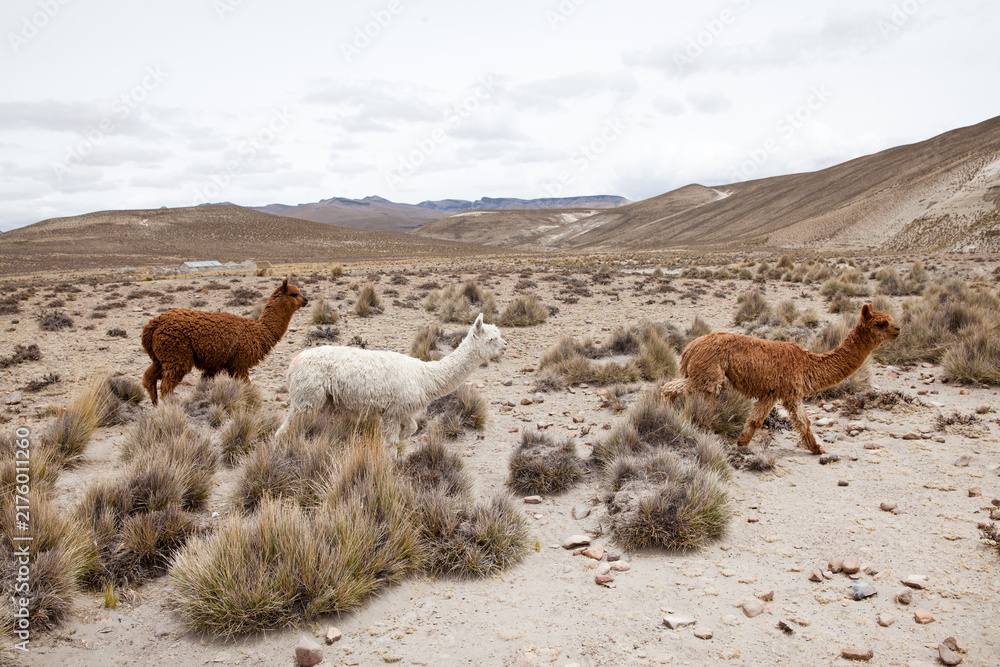 Fototapeta premium Llamas in Park on a summer day. Andes mountains