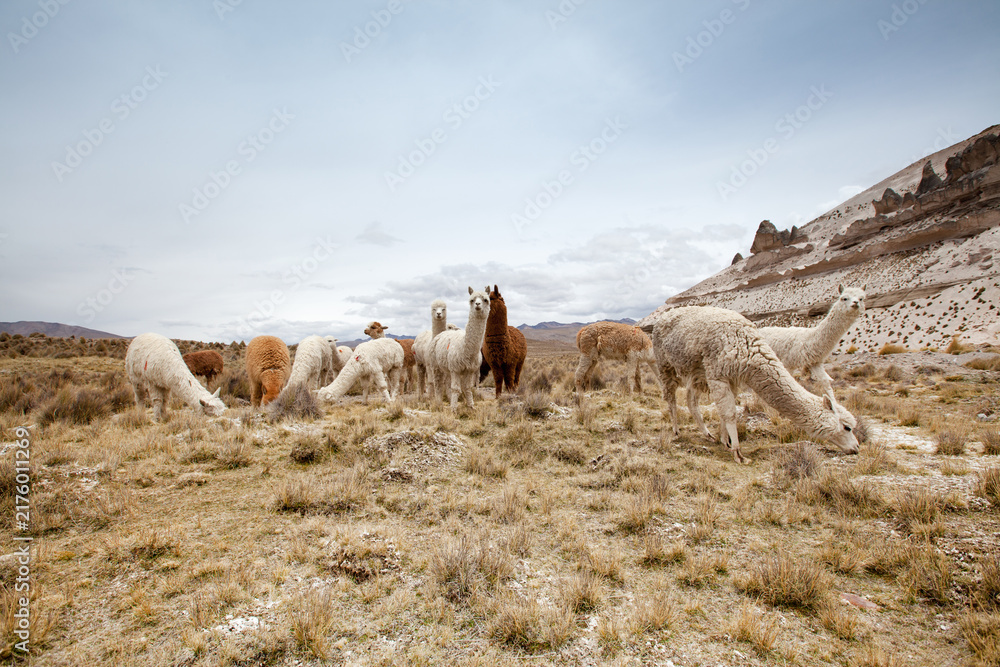 Fototapeta premium Llamas in Park on a summer day. Andes mountains