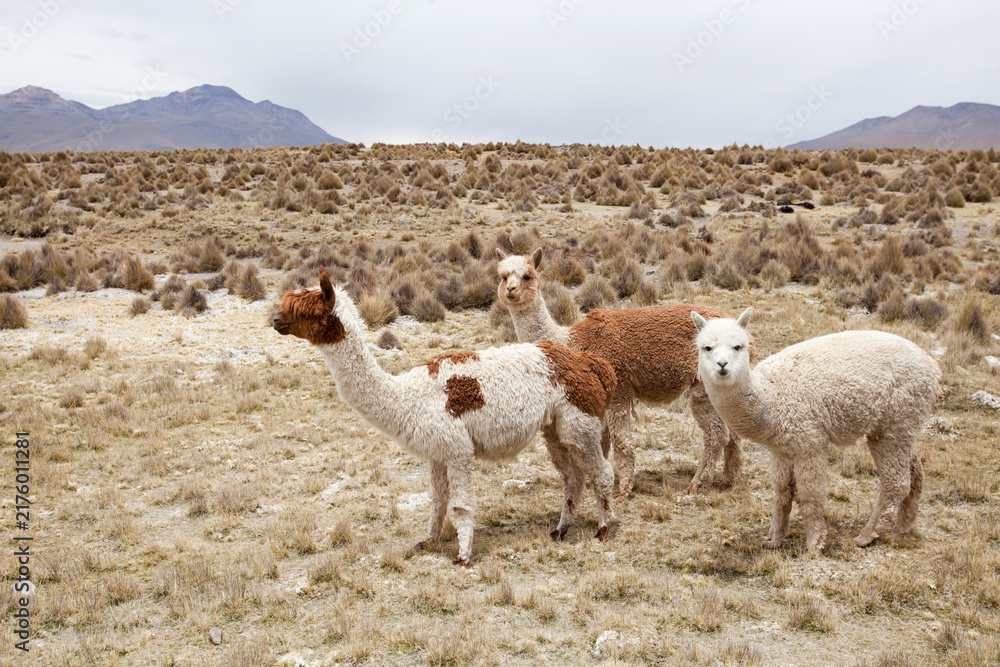 Obraz premium Llamas in Park on a summer day. Andes mountains