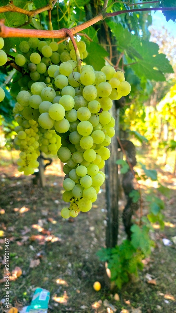 Naklejka premium bunch of white grapes in the vineyard, vertical