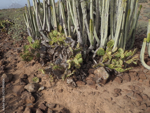 Фотография Close up of a diverse desert flora including tall green cactus and prickly pear