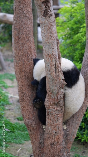 back portrait of panda hiding in the high tree in its natural habitat, panda curling up in the branches