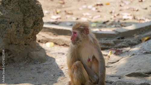 female monkey sitting alone and looking to the side, snow monkey enjoying the afternoon in the zoo