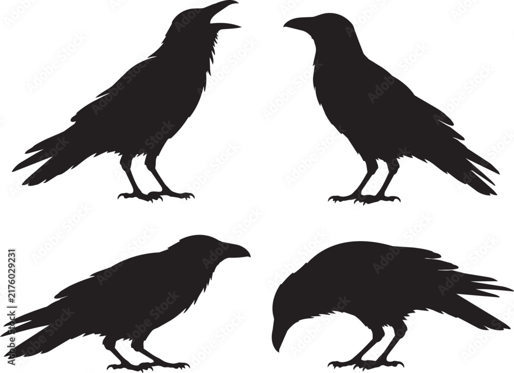 Naklejka premium crow and raven silhouette set with four different bird poses icon vector illustration