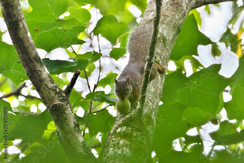 Japanese squirrel that came down sucking a large nut 