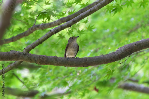 Narcissus Flycatcher stopped on the branch with the green of maple leaves on its back