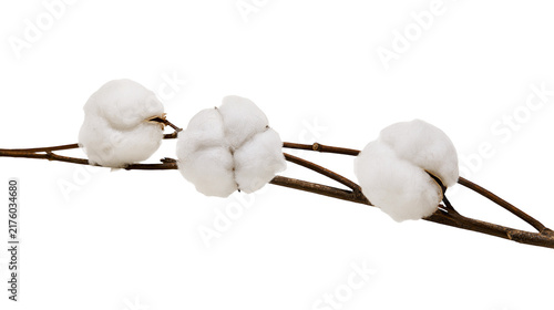 Bild auf Leinwand Three fluffy white cotton bolls on a thin brown branch, isolated on transparent