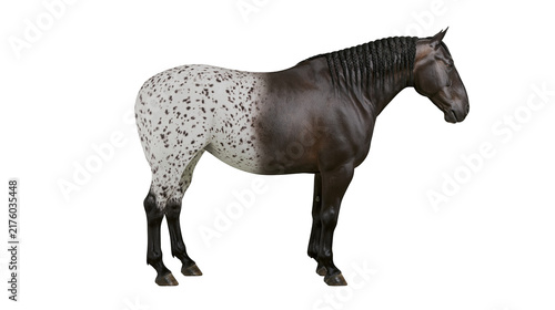 Foto Appaloosa horse with braided mane, isolated on transparent background