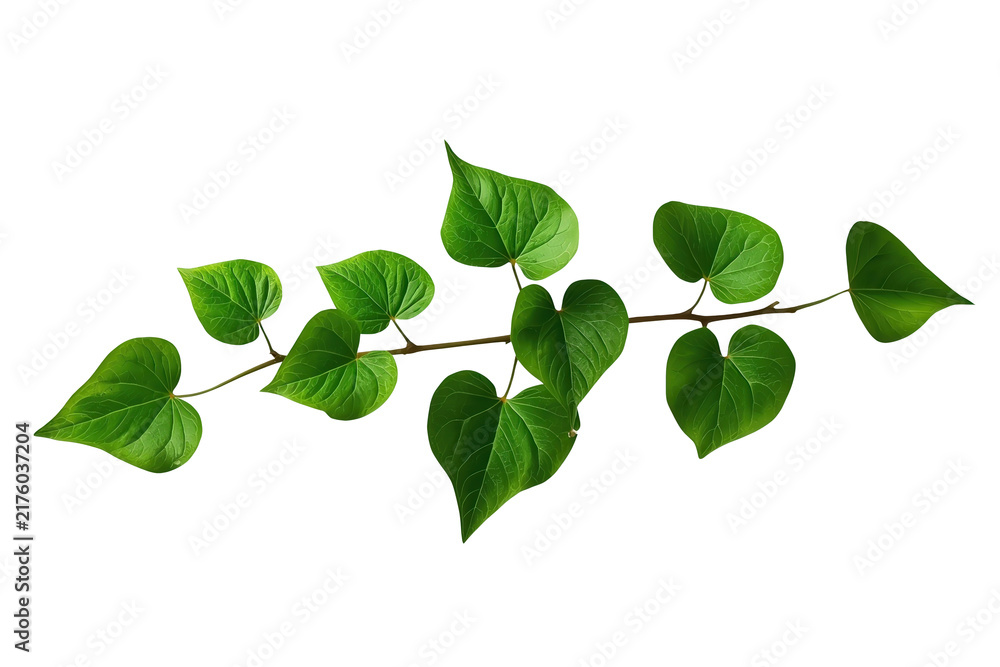 Obraz premium Fresh leafy vine branch growing horizontally