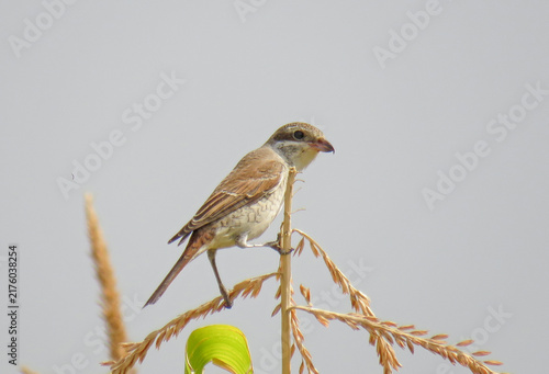 Red-backed shrike perching on a corn stalk