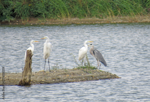 Great egrets and grey heron standing on small islet in lake