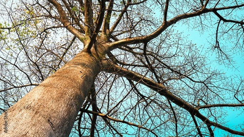 Obraz na plátně Low-angle perspective looking up a large tree trunk showing sprawling bare branc