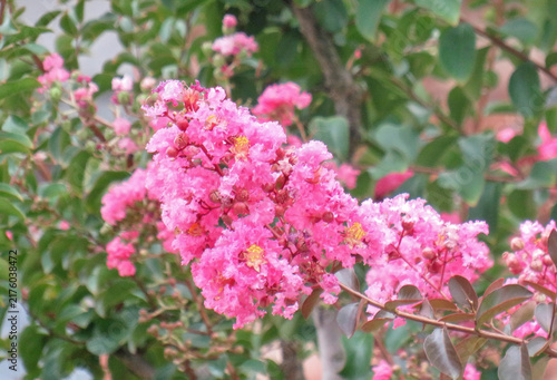 Pink crape myrtle flowers blooming on tree branch