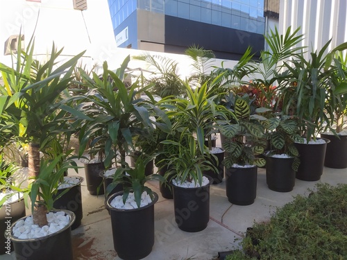 Quadro su tela Tropical indoor plants in black pots with white decorative stones at plant nurse