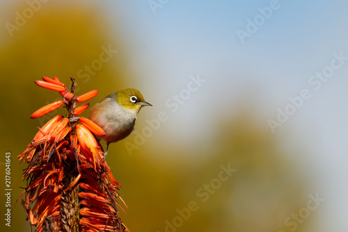 Foto Silvereye feeding off a colourful flower
