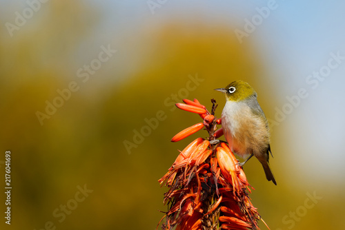 Konstfotografi Silvereye feeding off a colourful flower