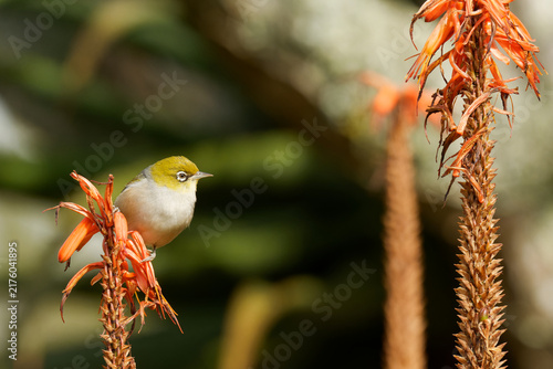 Принти на полотні Silvereye feeding off a colourful flower