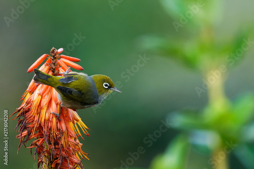 Fotografía Silvereye feeding off a colourful flower