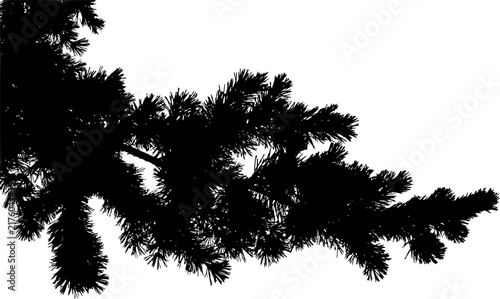 Vector illustration of a pine branch on a white background. Black and white silhouette.