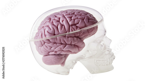 Cuadro en lienzo Pink human brain model inside transparent skull model, isolated on transparent b