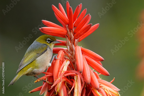 Bild auf Leinwand Silvereye feeding off a colourful flower