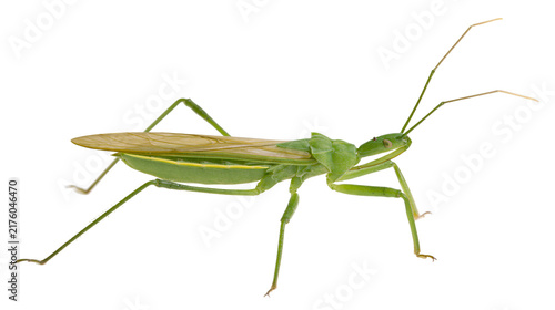 Cuadro en lienzo Green assassin bug with long antennae and folded wings, isolated on transparent
