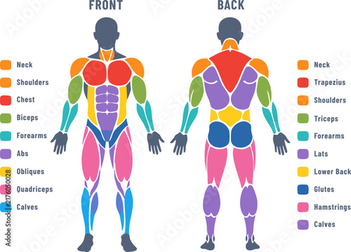 Obraz na płótnie Human Muscle Groups Front and Back Body Anatomy Illustration Vector Infographic,