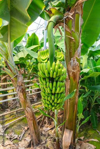 Foto Large green banana bunch hangs from a plant